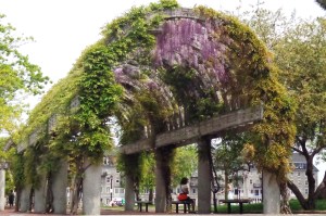A spectacular archway of wisteria in Boston, Mass.