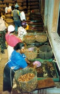 Ladies at work in the nutmeg factory in Grenada