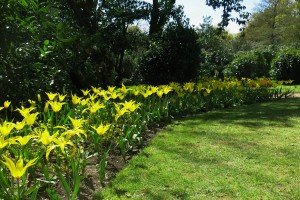 Westpoint tulips at Pashley Manor Gardens in Sussex